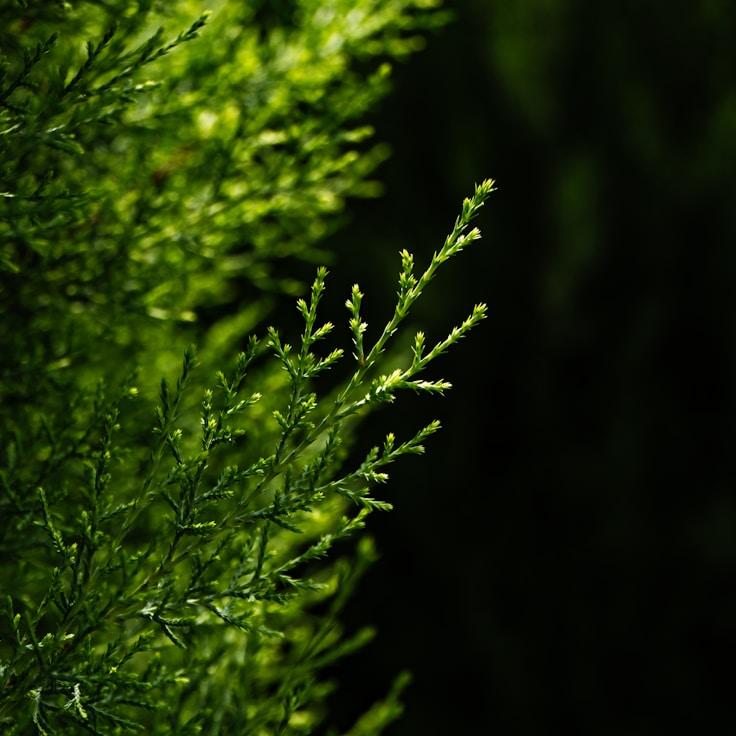 Alpine wilderness landscape